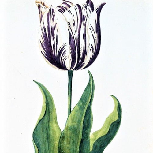 tulip