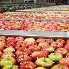 #205 Schools as Sorting Machines