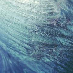 Champignons - Embrasser la Mer