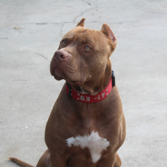 Conejo-Took a trip (2015)