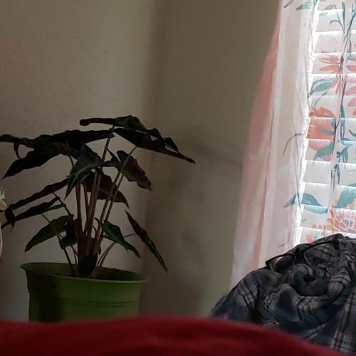 Tururús in The Laundry Room