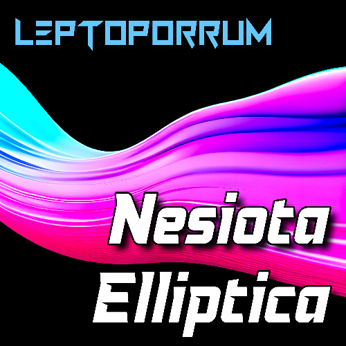 Nesiota Elliptica