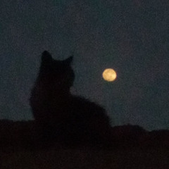 moonlight chronicles