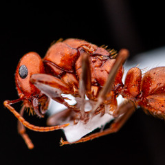 Polyergus Story