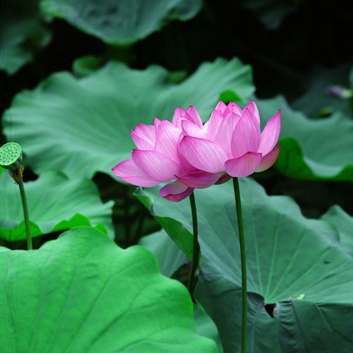 Lotus