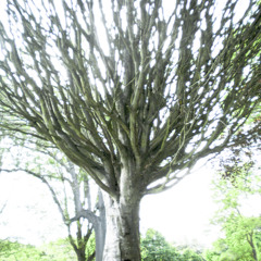 treeworld ʘ