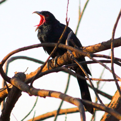 cuckoo bird call
