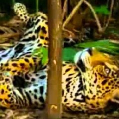 the world tripping In & Out (hallucinations ) jaguar on chacruna  plant medicine  detox