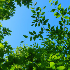 Nature Sound World - moved to Spotify and Youtube