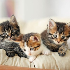 Tiny Steps