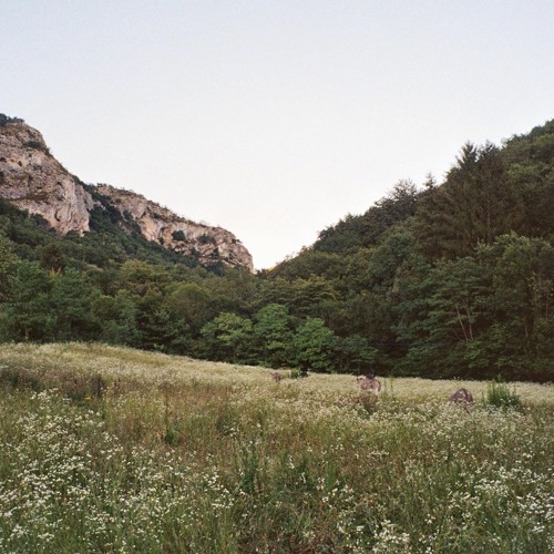 FORESTERIE AFTERGLOW MIX