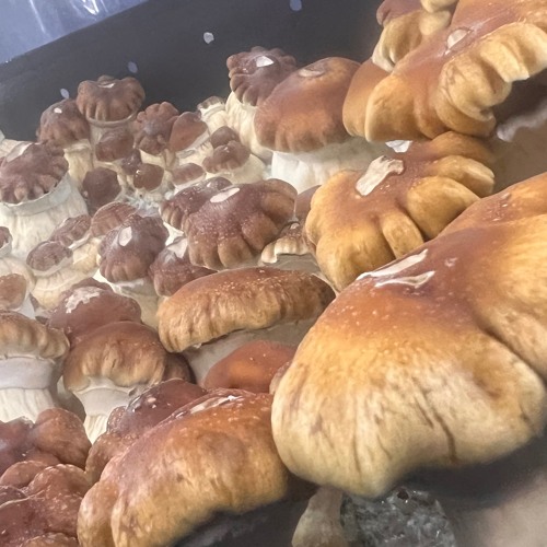 vibrationzzz light mix