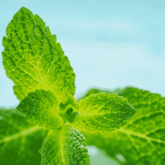 мятный ветер (prod. rare73)