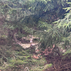 Dawn chorus with Woodcock