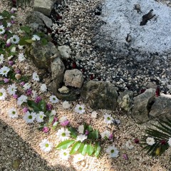 Yakumama ~  Selva , Selva ~ German