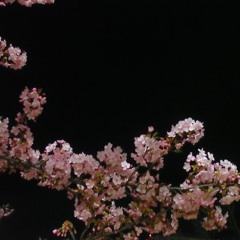 Dogwoodsfreestyle