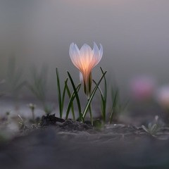 the power of empathy