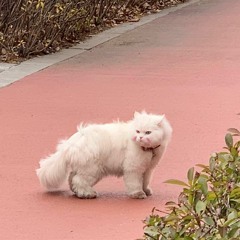 Haunted Dancehall on RANDOM ACCESS RADIO