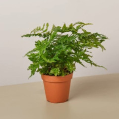 Koocing - Hubert the Potted Fern (Cover)