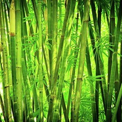 bamboo