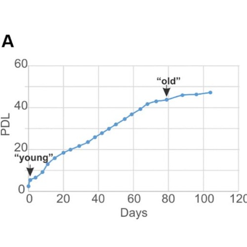 Werner Syndrome RECQ Helicase and Heterochromatin Maintenance in Human Cells