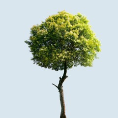 First one my dear Noah