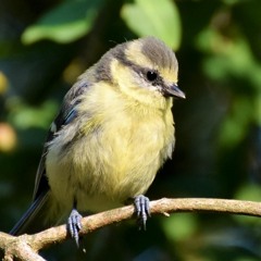 Tit begging calls belong to the summer
