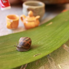 Garden Snail Tea Party
