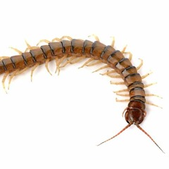 Aries - centipede