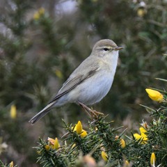 Willow Warbler song (example 2), United Kingdom, 1960s