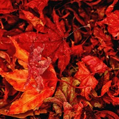 Red Leaves (Naviarhaiku 369)