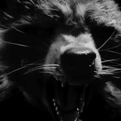 Rocket Racoon Backstory (Emotional Gym Audio)