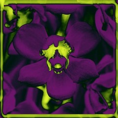 G01- Orquídea - cami.garden