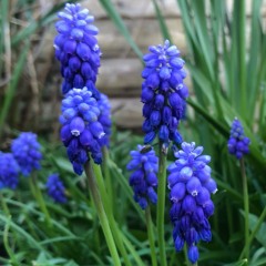 Into The Wiggle - Volume 1