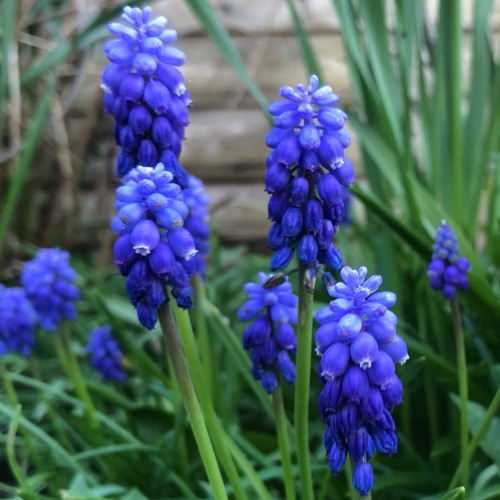 Into The Wiggle - Volume 1