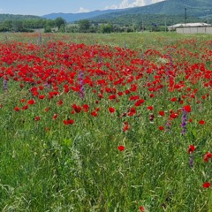 spring is coming