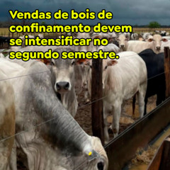 Vendas de bois de confinamento devem se intensificar no segundo semestre.