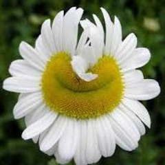 Flores de Fukushima
