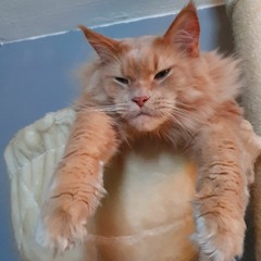 Martin Books, Alfred Heinrichs mixer by Cpt [Try not to dance]