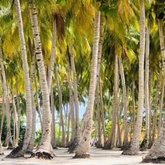 Nunidheyne dhanvaru mihaa hiyy by Ali Rameez