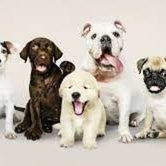 For the dogs or the pups: Drake vs Budden