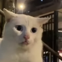 Situal Friend [DEMO]