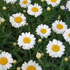 Daisies