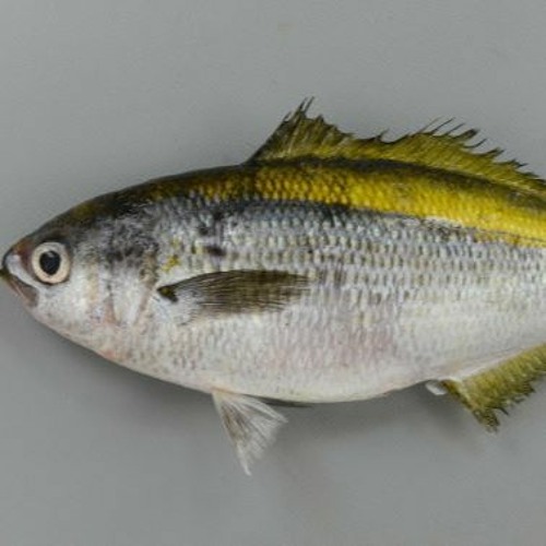 さかなページ EPO-26-807 友永たろ 深海生物図鑑 水深200m～1000m 100ピース