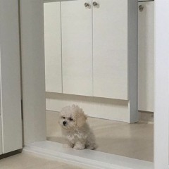 sugar