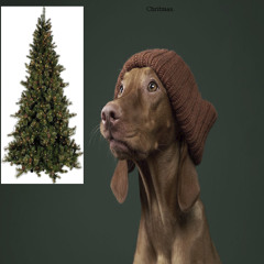 Criesmas Is Hip now. Cri about it. It's Christ,mas and I am hip. Not square.