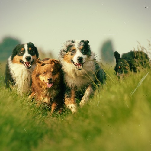 Stream Throw Me A Bone (Every Dog Has Its Day) JaJa Biggs by We3Kings