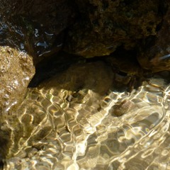 Treibgut