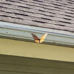 BUTTERFLY 2