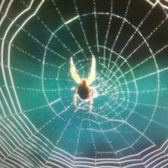 Music for Spiders Web